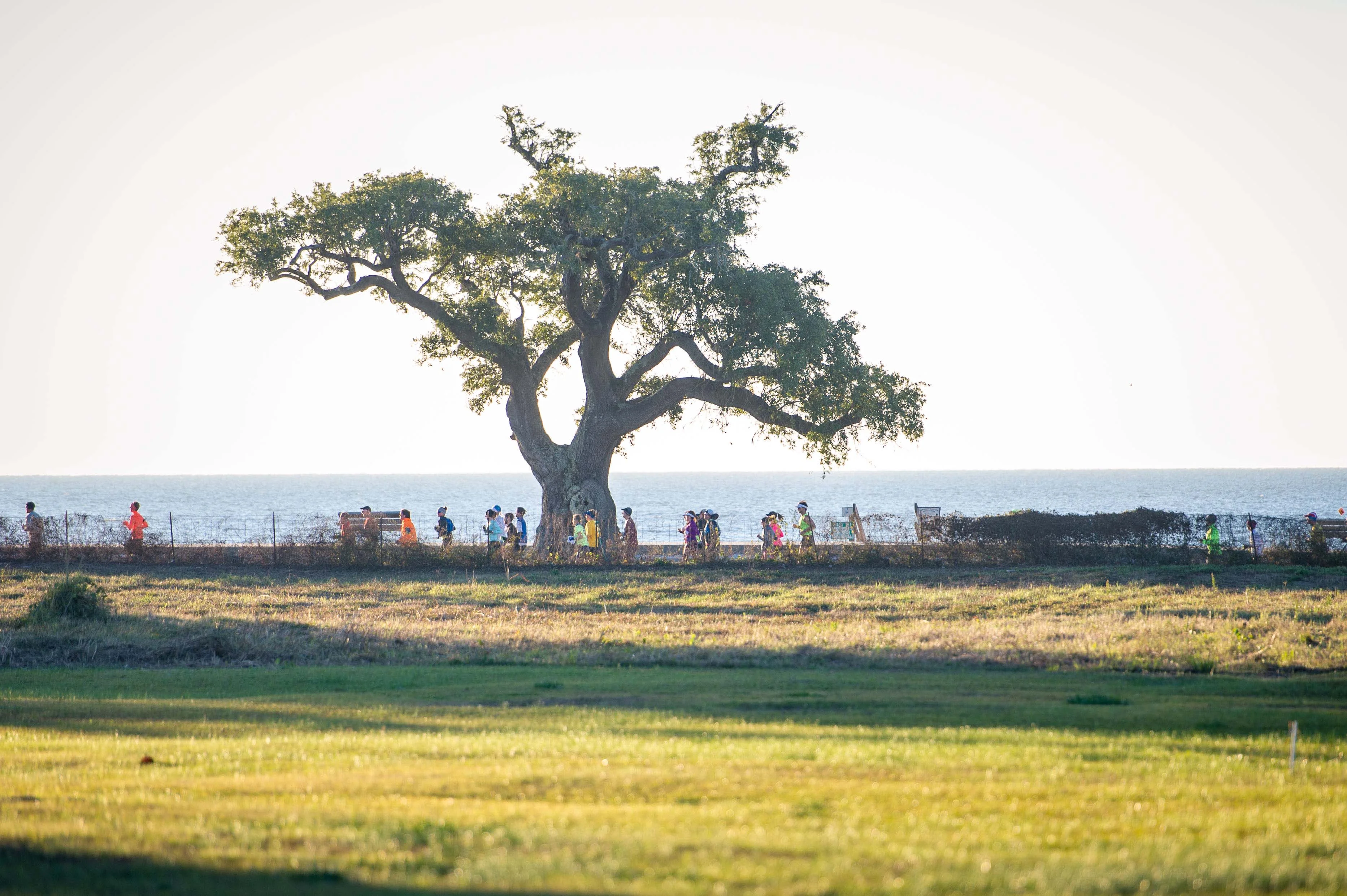 A group of people walking along a path by the ocean, framed by a large tree and green fields.