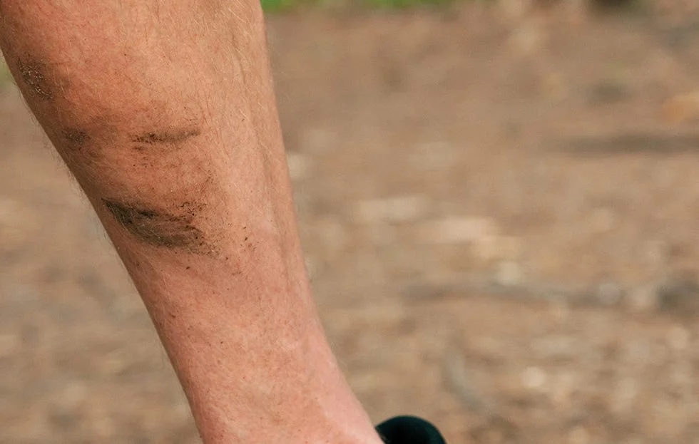muddy calves